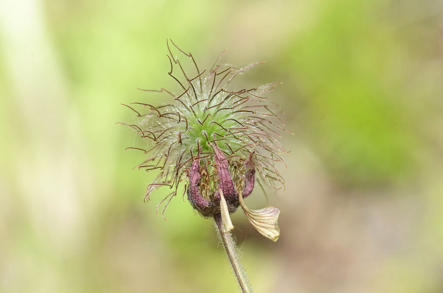 Luce di ... Geum rivale / Cariofillata dei rivi